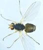 Phytomyza rufipes